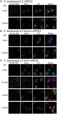 Development of a Proximity Labeling System to Map the Chlamydia trachomatis Inclusion Membrane